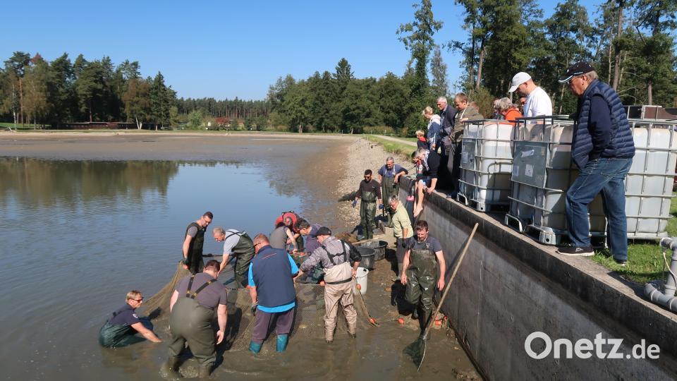 Das Abfischen im Schätzlerbad ist ein Spektakel. Bild: Kunz