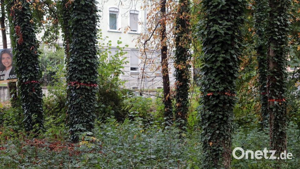 An den orangefarbenen Markierungen ist zu erkennen, welche Löcher die Entnahme der Eschen in den Park reißen wird. Bild: Wolfgang Steinbacher