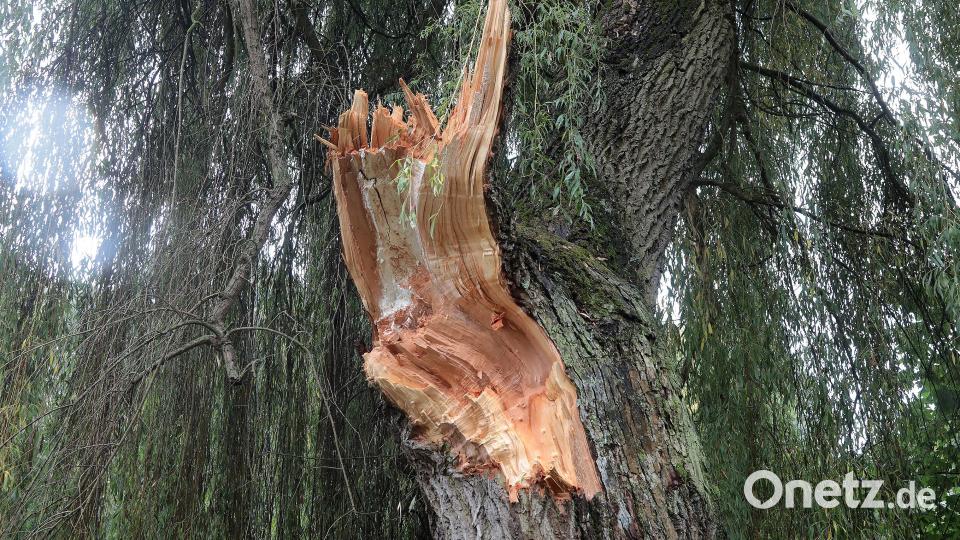 Die Weide sollte zurückgeschnitten werden, dann kam die Natur den Stadtmitarbeitern zuvor. Bild: Wolfgang Steinbacher