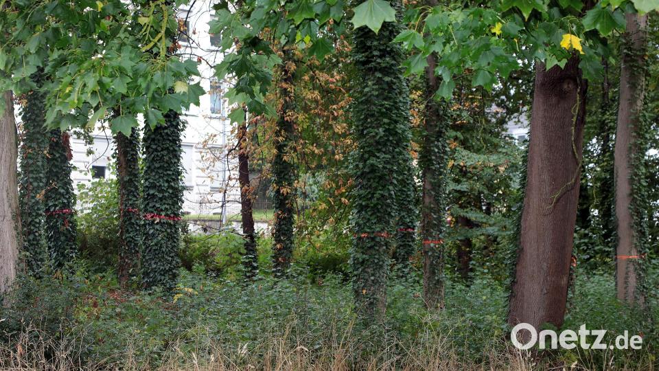 An den orangefarbenen Markierungen ist zu erkennen, welche Löcher die Entnahme der Eschen in den Park reißen wird. Bild: Wolfgang Steinbacher