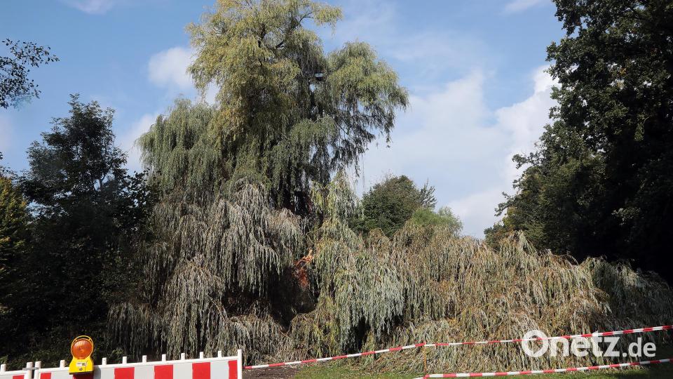 Der Fußweg in der Kräuterwiese, zwischen Vils und Bayreuther Straße, ist gesperrt. Ein Teil der Weide ist dort abgebrochen. Bild: Wolfgang Steinbacher