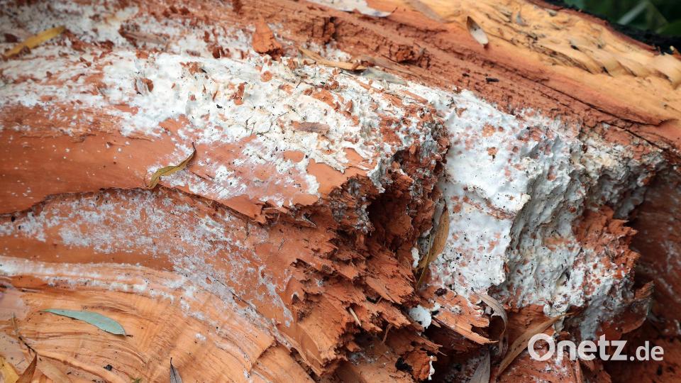 Am abgebrochenen Ast der Weide ist der Pilzbefall deutlich zu sehen. Bild: Wolfgang Steinbacher