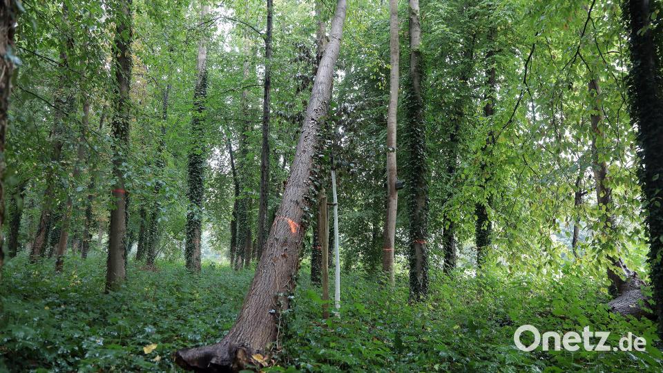 Einige Bäume sind schon von selbst gefallen, die anderen müssen nun entfernt werden: Bernhard Frank und Wolfgang Zehend vom Team Grün der Stadt Amberg und Florian Haas von der Unteren Naturschutzbehörde erklären, was es mit dem Eschentriebsterben in der Kräuterwiese in Amberg auf sich hat. Bild: Wolfgang Steinbacher
