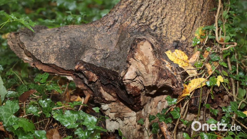 Die Wurzelstockfäulnis ist das größte Problem bei den kranken Eschen: Die Bäume sind dadurch nicht mehr standsicher und können ohne Vorwarnung umstürzen. Bild: Wolfgang Steinbacher
