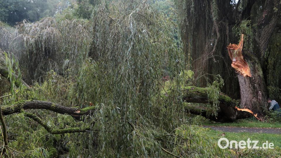 Ein Pilz hat diese Weide in der Kräuterwiese in Amberg befallen und das Holz zersetzt. Ein großer Ast ist dadurch abgebrochen. Der Parkweg musste gesperrt werden. Bild: Wolfgang Steinbacher