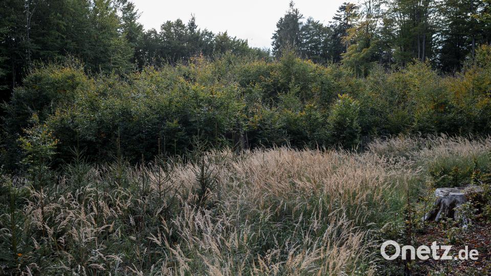 Zu sehen ist die Stelle im Wald, an der Förster Semecký die bis dahin vermisste Julia gefunden hat. Bild: Daniel Vogl/dpa