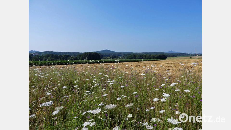 Kreisstraße TIR 28 zwischen Altensteinreuth und Zinst, beim Ortseingang Zinst: Detail der verbliebenen, ungemähten Straßenseite. Bild: Manuela Pappenberger/Landratsamt Tirschenreuth/exb