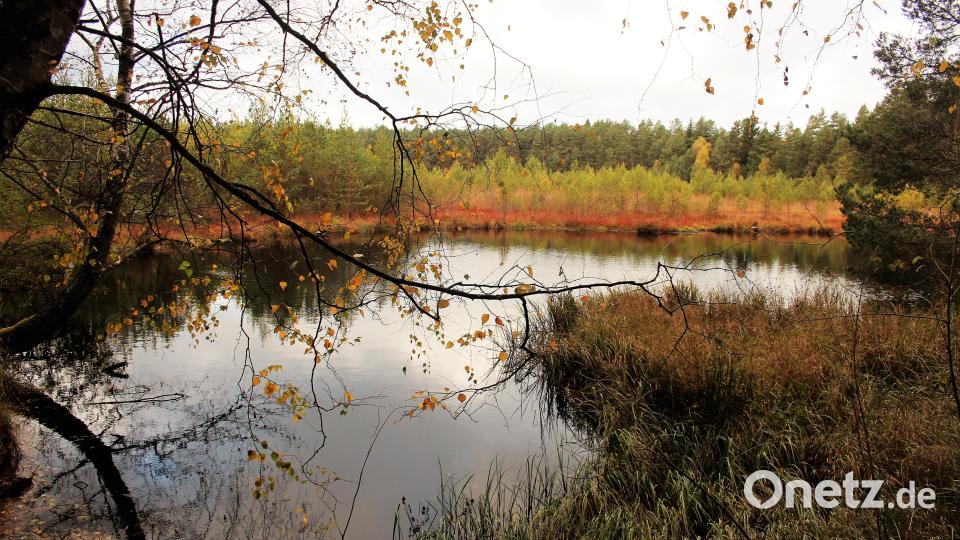Jede Menge "moorige" Einblicke bietet der Rundweg Bild: stg