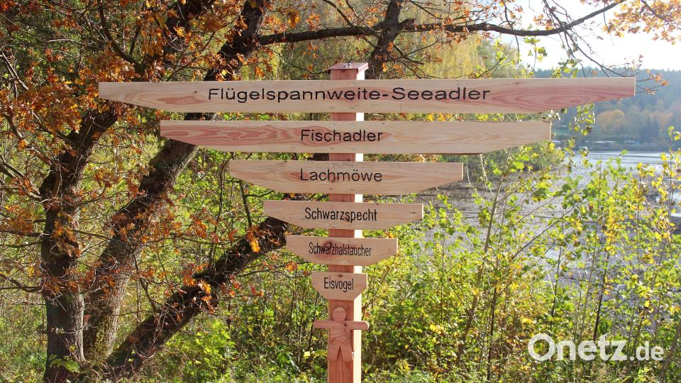 Wer die Flügelspannweite des Seeadlers registriert merkt wohl recht schnell, dass er diesem Vogel wohl lieber nicht in "Echt" begegnen möchte Bild: stg