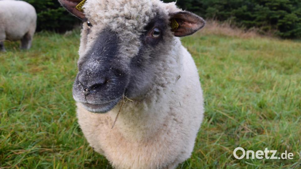 Diese spezielle Züchtung hat eine besonders sensible Verdauung. Sie vertragen zwar Gras und Unkraut, aber keine Nadelnö. Bild: szl