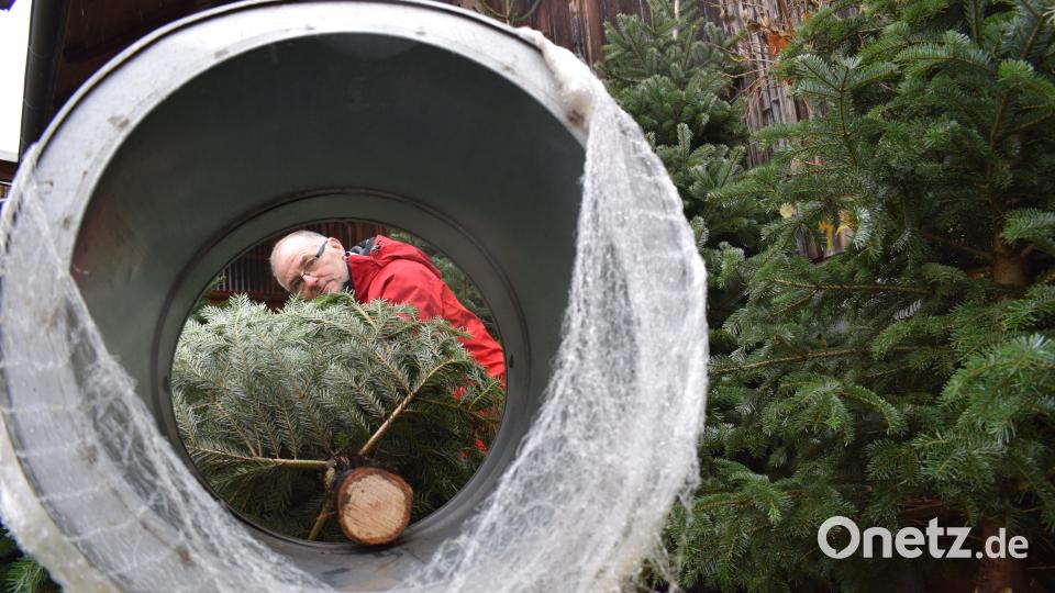 Lorenz Schön baut im Nebenerwerb seit 30 Jahren Christbäume an. „Ein arbeitsintensives Hobby“, sagt der 56-Jährige. Auf einer Fläche von 2,5 Hektar stehen insgesamt 20 000 Bäumchen unterschiedlichen Alters. Bild: szl