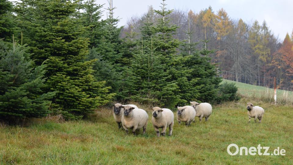 Nur bis Oktober sind die Schafe in den Christbaumkulturen untergebracht. Sie sorgen mit ihrem Mist für natürlichen Dünger. Bild: szl