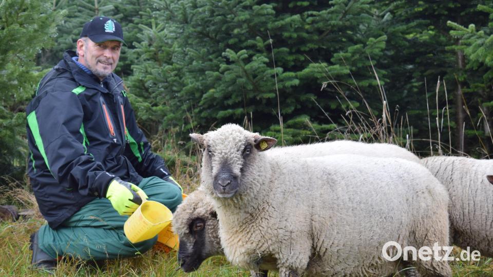 Alfons Höcht züchtet seit 1996 Shropshire-Schafe. Aktuell zählt sein spezielles Einsatz-Team in der Christbaumkultur zehn Tiere. Bild: szl