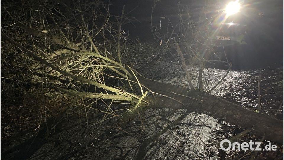 Zwei Bäume wurden komplett umgesägt. Bild: Polizeiinspektion Neustadt/exb