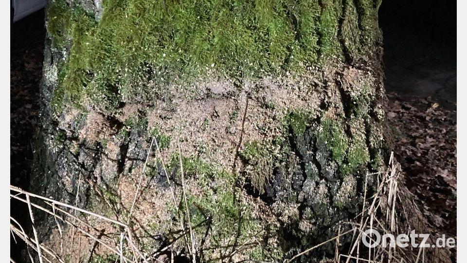 Drei Bäume wurden angesägt. Bild: Polizeiinspektion Neustadt/exb