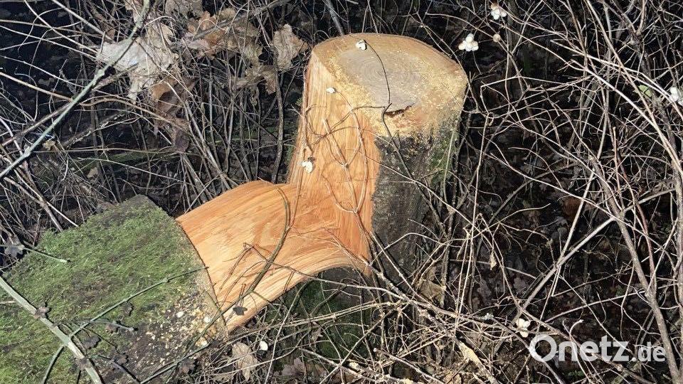 Ein unbekannter Täter sägte mehrere Bäume in Etzenricht an. Bild: Polizeiinspektion Neustadt/exb
