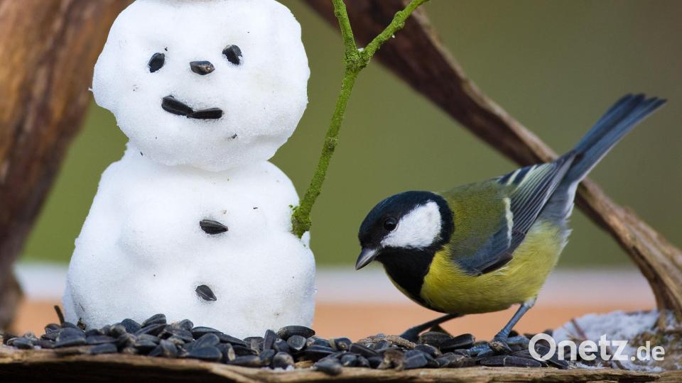 Die Kohlmeise liegt in Amberg auf Platz 1 der häufigsten Wintervögel bei der &quot;Stunde der Wildvögel&quot;-Zählung im Januar 2022. Sie ist in 100 Prozent aller Gärten in Amberg vertreten. In Amberg-Sulzbach hingegen hat sie es nach der Zwischenbilanz nur auf den zweiten Platz geschafft. Bild: Patrick Pleul/dpa