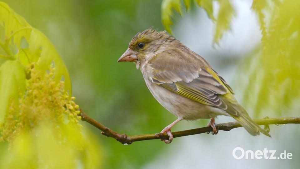 Der Grünfink liegt in Amberg auf Platz 3 der am häufigsten beobachteten Vögel bei der &quot;Stunde der Wintervögel&quot;- Zählung im Januar 2022. Bild: Patrick Pleul/dpa