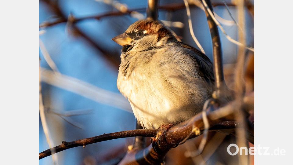 Der Feldsperling schafft es im Landkreis Amberg-Sulzbach auf Platz 3 der häufigsten Arten bei der &quot;Stunde der Wintervögel&quot;-Zählung im Januar 2022. Bild: Monika Skolimowska/dpa