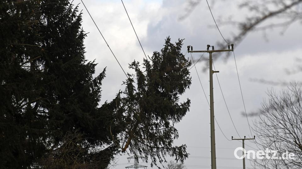 Eine Fichte blieb auf Höhe Unterwildenau in der Stromleitung hängen und sorgte für einen Stromausfall in Luhe. Bild: Gabi Schönberger