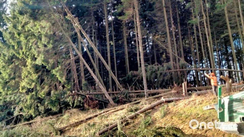 Die Feuerwehr Wildenreuth beseitigte umgestürzte Bäume an der B22 bei Frodersreuth. Bild: Feuerwehr Wildenreuth/exb