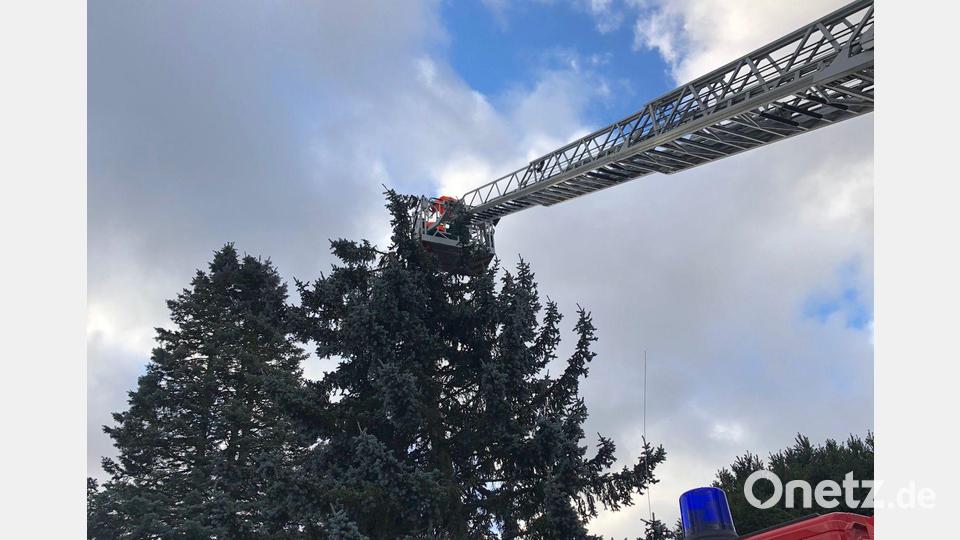 Einen weiteren Einsatz gab es in Atzmannsberg, 
Die Kemnather Feuerwehr wurde am Samstagvormittag in die Anzensteinstraße gerufen. Dort drohte eine 15 Meter hohe Blaufichte auf die Straße zu stürzen. Mittels der Drehleiter trug ein Trupp mit der Elektrokettensäge rund acht Meter des Baumes stückweise ab. Im weiteren Verlauf konnte der Baum, welcher einen Stammdurchmesser von rund 55 Zentimetern hatte, schließlich gefällt werden. Bild: mde
