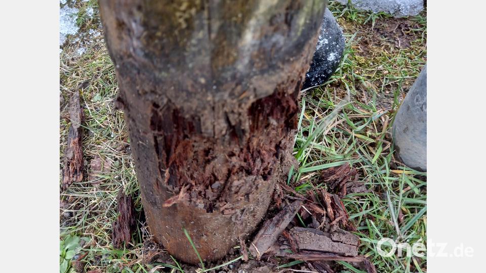 Die Holzbegrenzungs- und Verbindungspfähle um den Dorfplatz sind marode. Sie müssen durch Granitsteine ersetzt werden. Bild: frd