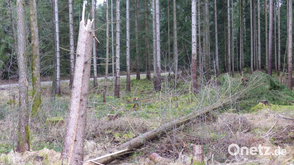 Bleiben vom Sturm geworfene Fichten liegen, sind sie ein gefundenes Fressen für den Borkenkäfer im Frühjahr. Bild: AELF