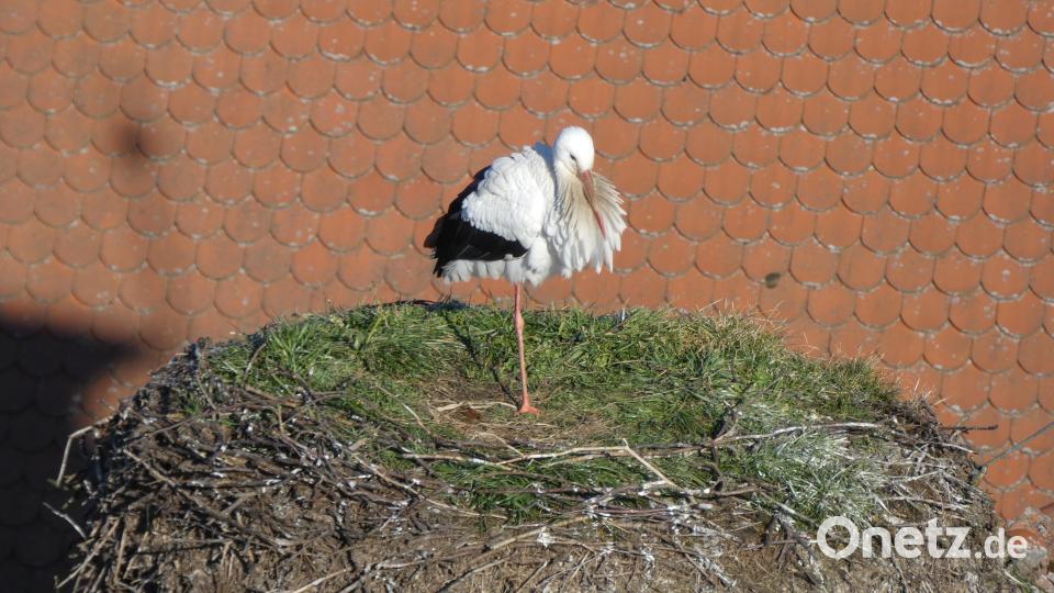 Angekommen bei stürmischen Winden Ende Februar genießt der Tirschenreuther Storch die morgendliche Sonne. Bild: szl