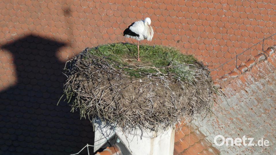 Im Storchenhorst auf dem Dach des Pfarrhofs wurden im vergangenen Jahr drei Jungvögel groß. Bild: szl