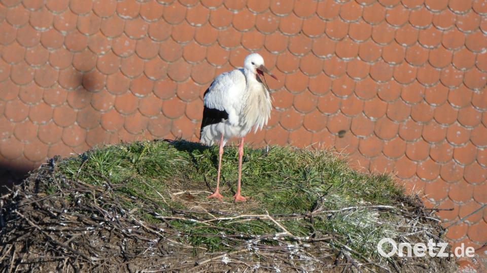 Jetzt heißt es für den Storch warten auf die Gemahlin. Bild: szl