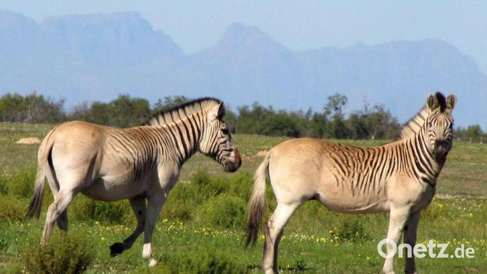 Zwei nahezu streifenlose Rau-Quaggas (undatierte Aufnahme). Nach jahrzehntelangen Zuchtversuchen steht das Experiment des Quagga-Projekts in Südafrika vor seinem erfolgreichen Abschluss. Bild: Quagga Project/dpa