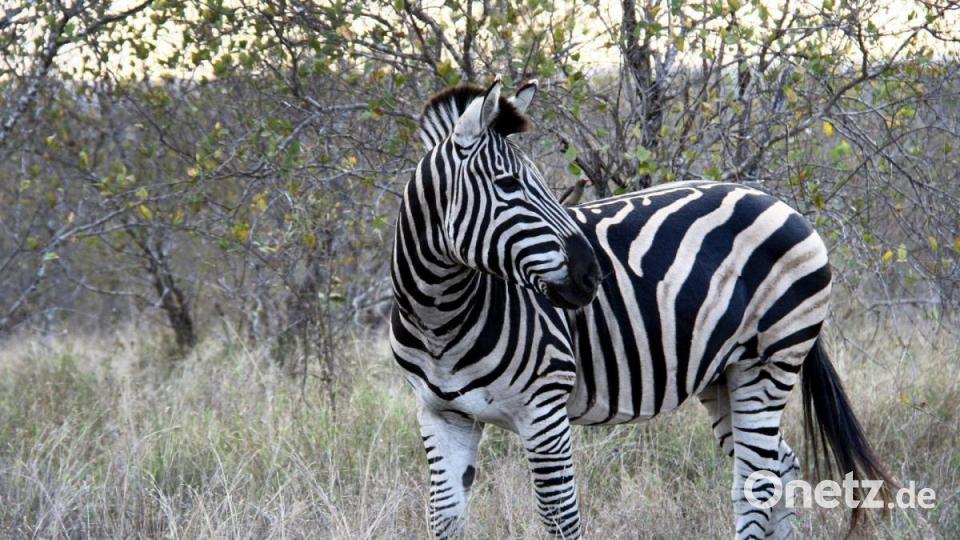 Ein Zebra im Krüger Nationalpark in Südafrika. Bild: picture alliance / dpa
