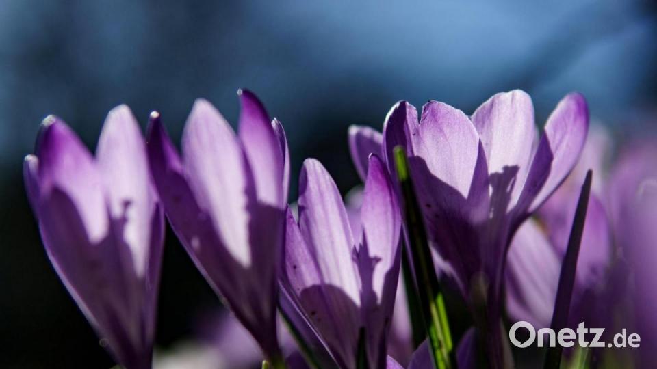 Krokusse blühen im Sonnenschein in einem Park im schleswig-holsteinischen Eckernförde. Bild: Axel Heimken/dpa