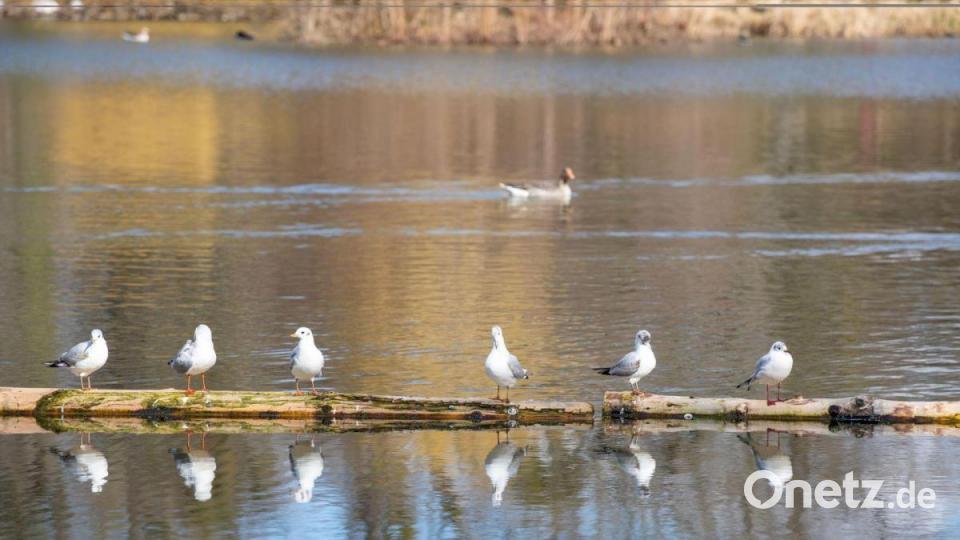 Im großen Garten in Dresden sitzen sechs Möwen auf Holzbalken im Wasser, während im Hintergrund eine Ente schwimmt. Bild: Daniel Schäfer/dpa-Zentralbild/dpa