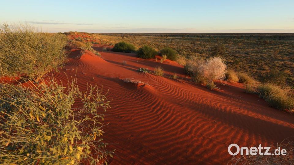 Rote Sanddünen mit Spinifex-Gräsern bei Sonnenuntergang im Pilungah-Reservat in Queensland. Umweltschützer versuchen, verbrannte und zerstörte Landschaften wieder grün zu machen - auch mit Hilfe von Drohnen. Bild: Tara Harold/Bush Heritage Australia/dpa