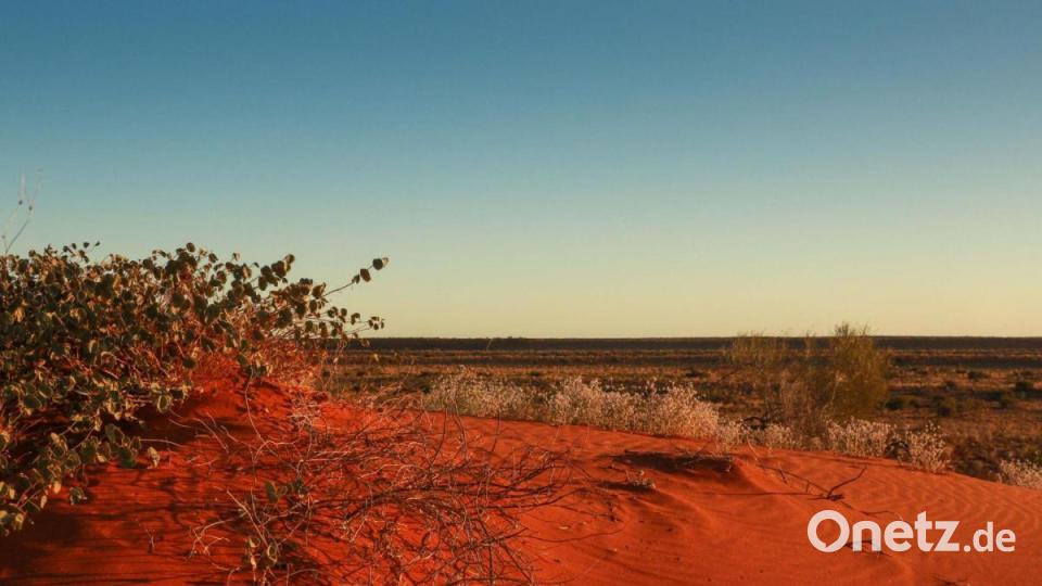 Rote Sanddünen mit Spinifex-Gräsern bei Sonnenuntergang im Pilungah-Reservat in Queensland. Umweltschützer versuchen, verbrannte und zerstörte Landschaften wieder grün zu machen - auch mit Hilfe von Drohnen. Bild: Amelia Caddy/Bush Heritage Australia/dpa