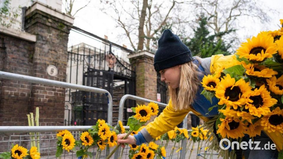 Eine Frau der Wohltätigkeitsorganisation „Sunflower of Peace“ befestigt Sonnenblumen an einer Absperrung vor der Russischen Botschaft in London, eine Woche nach dem russischen Einmarsch in die Ukraine. Bild: Dominic Lipinski/PA Wire/dpa