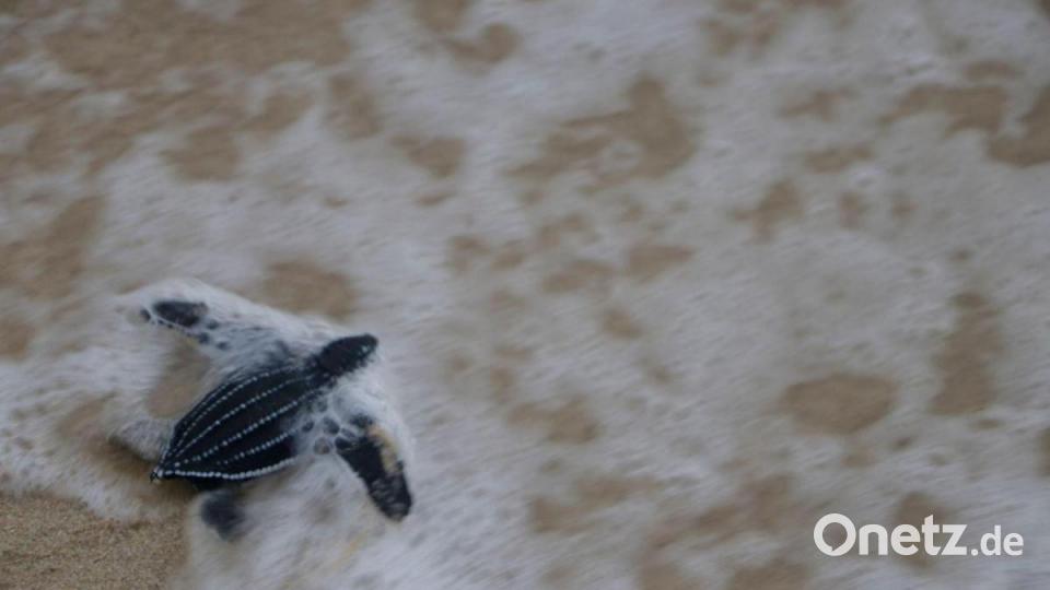 Eine Baby-Lederschildkröte wird am Strand von Lhoknga in Aceh, Indonesien, im Rahmen der Feierlichkeiten zum Weltnaturschutztag freigelassen. Bild: Junaidi Hanafiah/XinHua/dpa