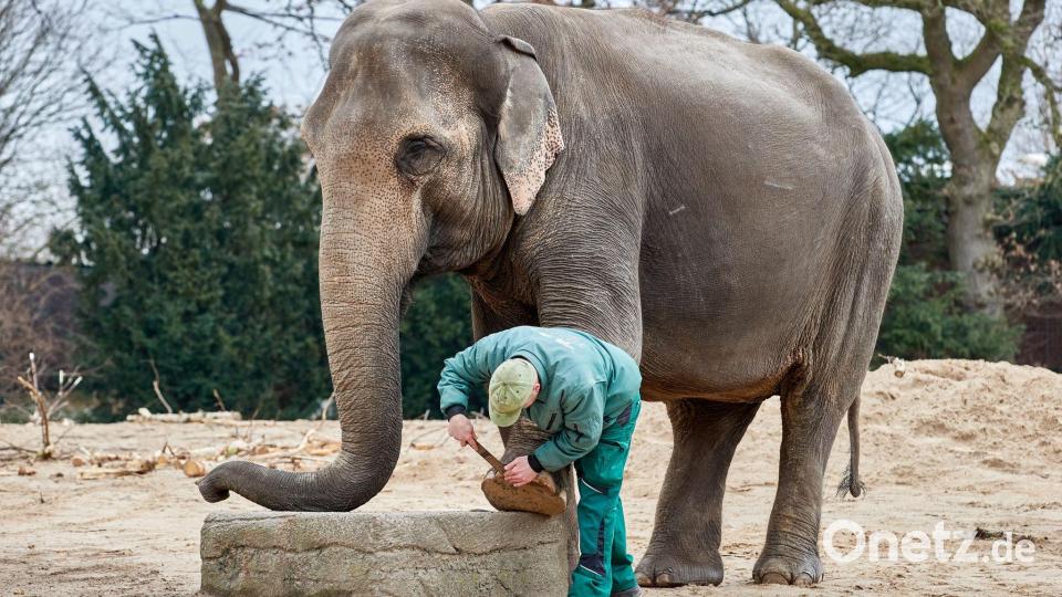 Anlässlich der Saisoneröffnung im Tierpark Hagenbeck feilt Pfleger Frank Mangels Elefantenkuh Yashoda die Fußnägel. Bild: Georg Wendt/dpa