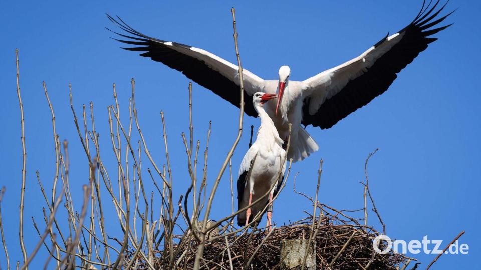 Zwei Störche balzen in ihrem Nest auf der Nordseeinsel Föhr. Bild: Christian Charisius/dpa