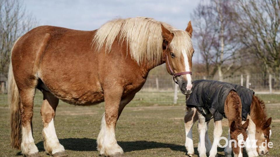 In einem Tierpark in Warder in Schleswig-Holstein hat es eine bei Pferden äußerst seltene Zwillingsgeburt gegeben. Die Schleswiger Kaltblutstute Jasmin hat im Februar die Fohlen Rasmus und Rosi zur Welt gebracht. Bild: Axel Heimken/dpa