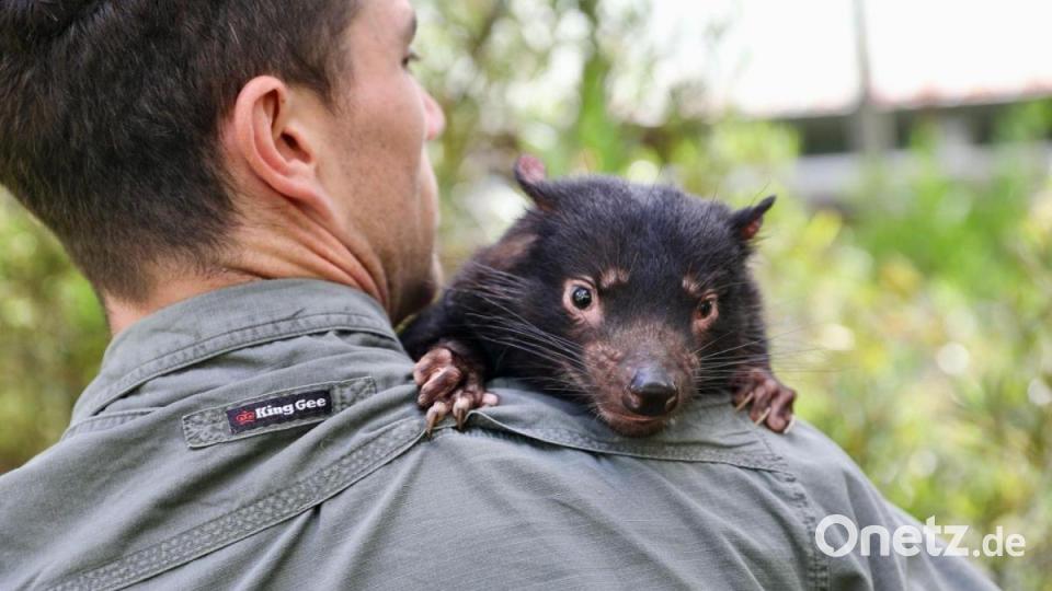 Der Tasmanische Teufel Derrick macht es sich auf der Schulter eines Tierpflegers bequem. Bild: Aussie Ark/dpa