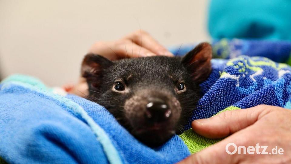 Tierärzte in Australien haben erstmals eine Katarakt-Operation bei einem Tasmanischen Teufel durchgeführt. Bild: Aussie Ark/dpa