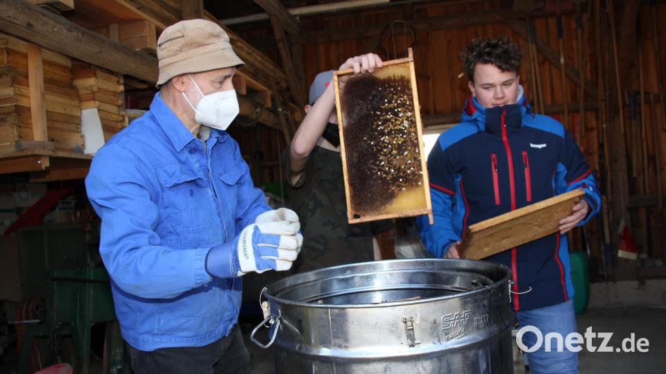 Der erfahrene Imker Hans Pilarski (links) ist der fachliche Betreuer der Arbeitsgemeinschaft Bienen an der Mittelschule Schnaittenbach. Hier füllt er zusammen mit Schülern einen Dampfwachs-Schmelzer mit Altwaben, um Honig zu ernten. Bild: ads