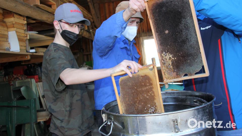 Der fachliche Betreuer der AG Bienen an der Mittelschule Schnaittenbach und erfahrenen Imker Hans Pilarski füllt einen Dampfwachs-Schmelzer mit Altwaben zur Honigernte. Bild: ads
