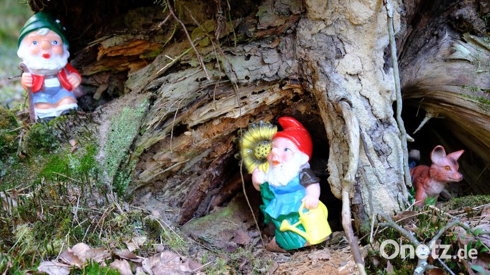 Seltsame Überraschung: Den Wanderern begegnen im Wald zunehmend Gartenzwerge. Keine Scheu hat auch ein kleiner Fuchs. Bild: do