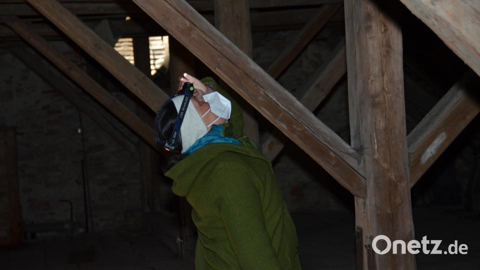 Ingeborg Roßmann von der Unteren Naturschutzbehörde des Landratsamts Neustadt/WN suchte akribisch das Gebälk des Kirchenschiffes nach Fledermausspuren ab. Bild: dob