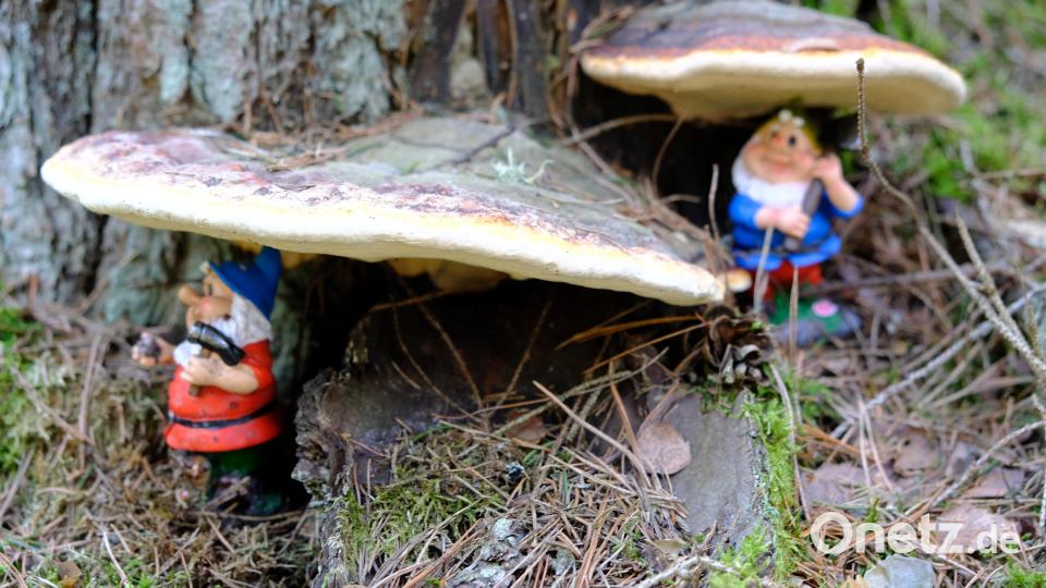 Auch unter stattlichen Baumpilzen sind die Waldgeister zu entdecken Bild: do