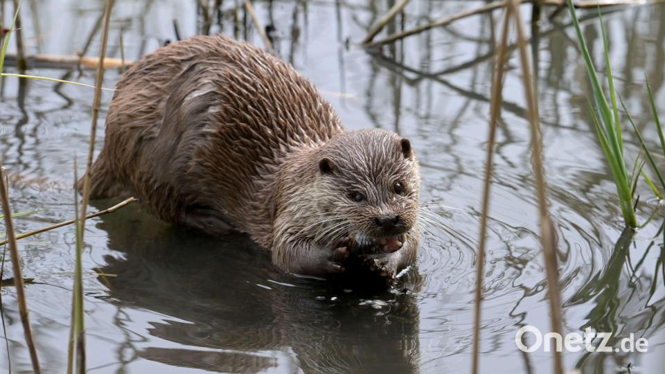 Der strenge Schutz des Fischotters stößt bei Oberpfälzer Teichwirten auf großes Unverständnis. Symbolbild: Soeren Stache/dpa
